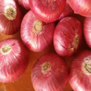 Onion