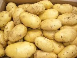 Potato