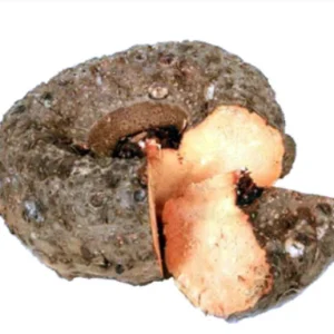 elephant yam