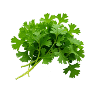 Coriander