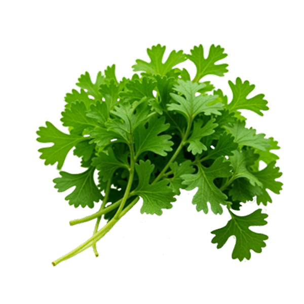 Coriander