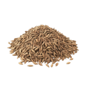 Cumin